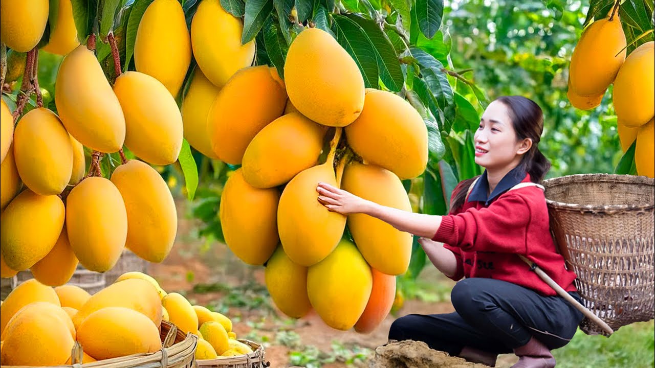 Harvesting Mutant Mangoes & Selling Them at the Market | Rare Mango Mutation Shocked Villagers