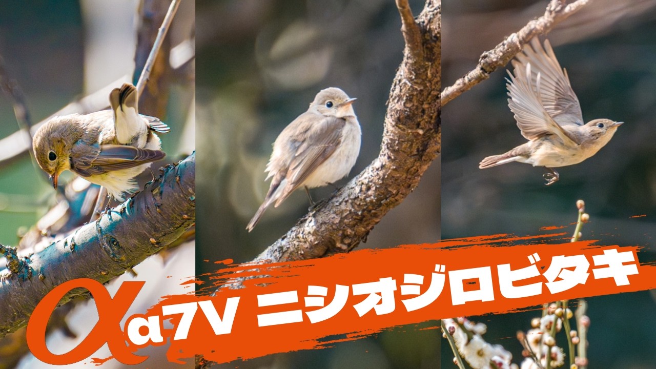 α7V探鳥めぐり ニシオジロビタキと梅 4K