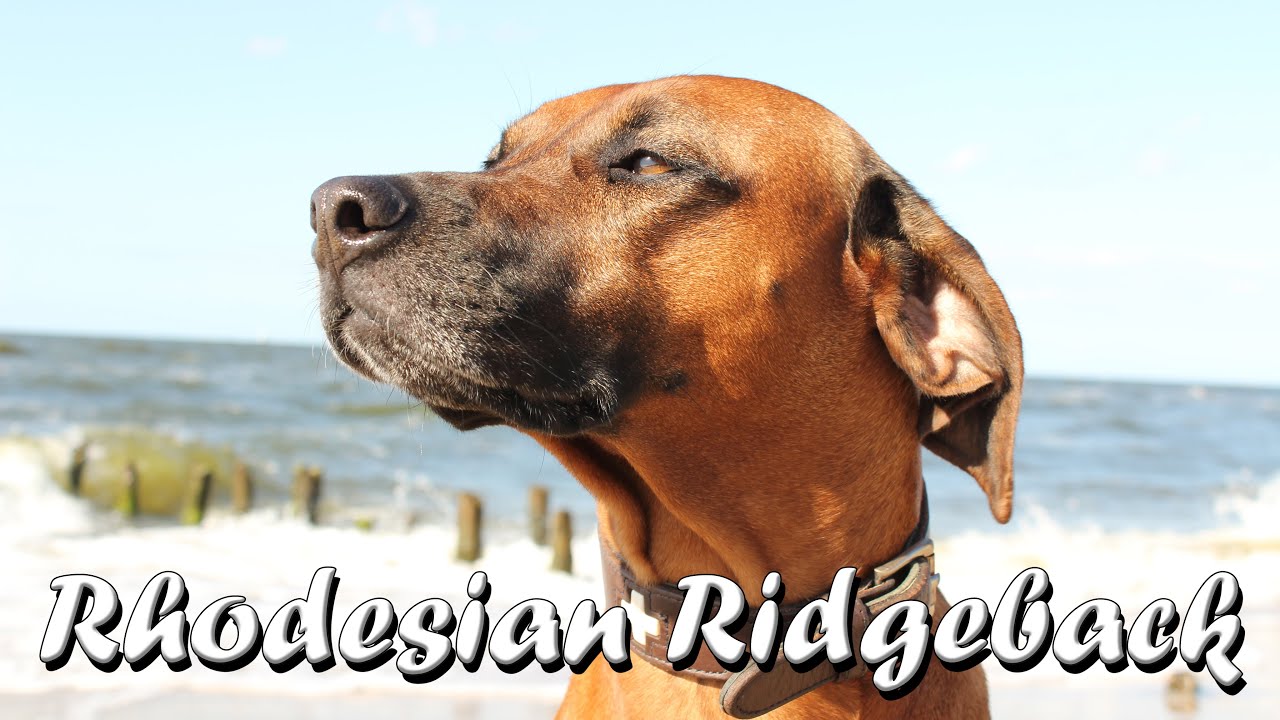 Wissenswertes & Erfahrungen mit einem Rhodesian Ridgeback