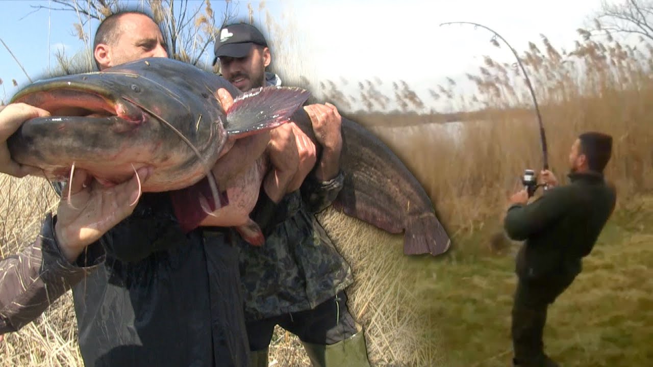 Pecanje velikih somova na jezeru Kraljevac - Pecanje na plovak | Fishing big catfish on lake