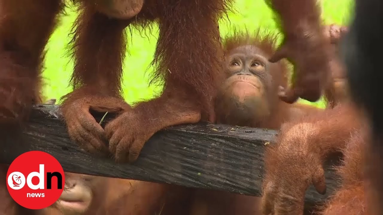 Orphaned orangutans learn forest skills at rehab centre
