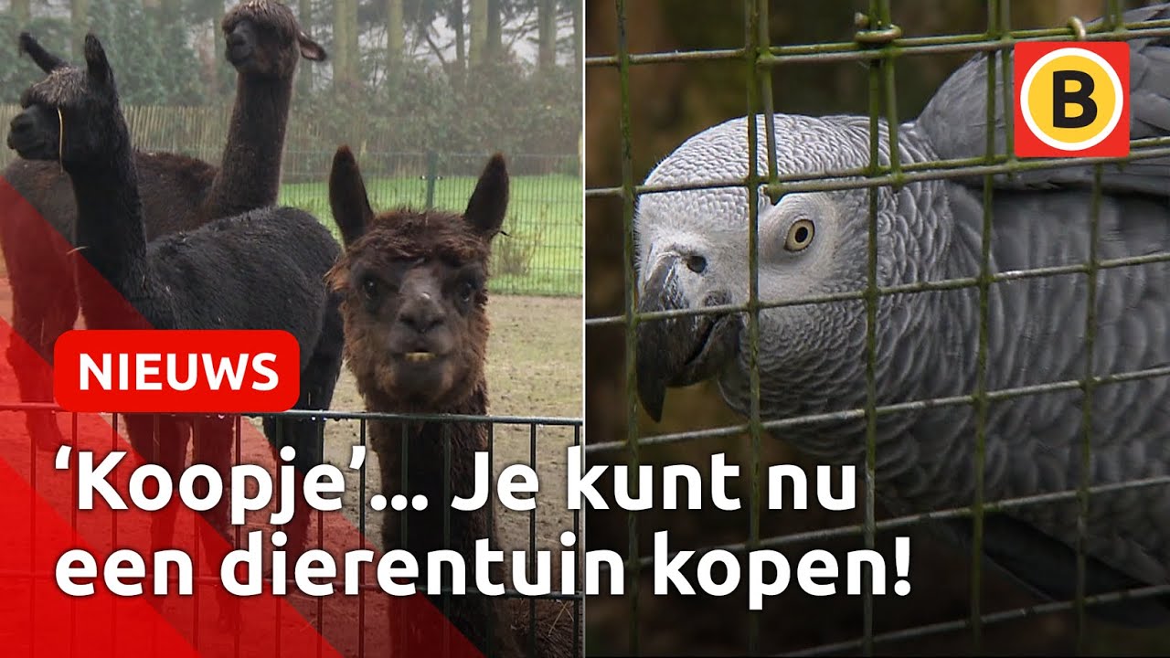 Zoo Veldhoven staat te koop voor 5 miljoen euro | Omroep Brabant