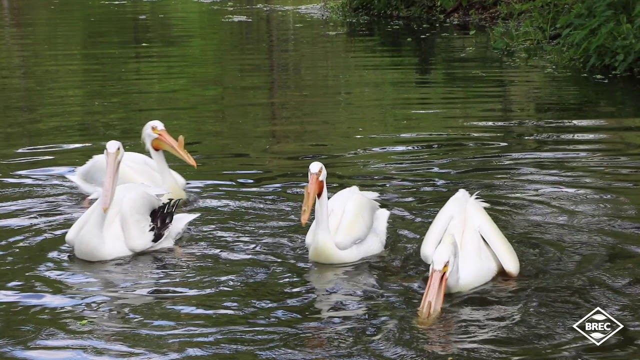 REFRESH: Animal Encounters at the Baton Rouge Zoo - Pelicans