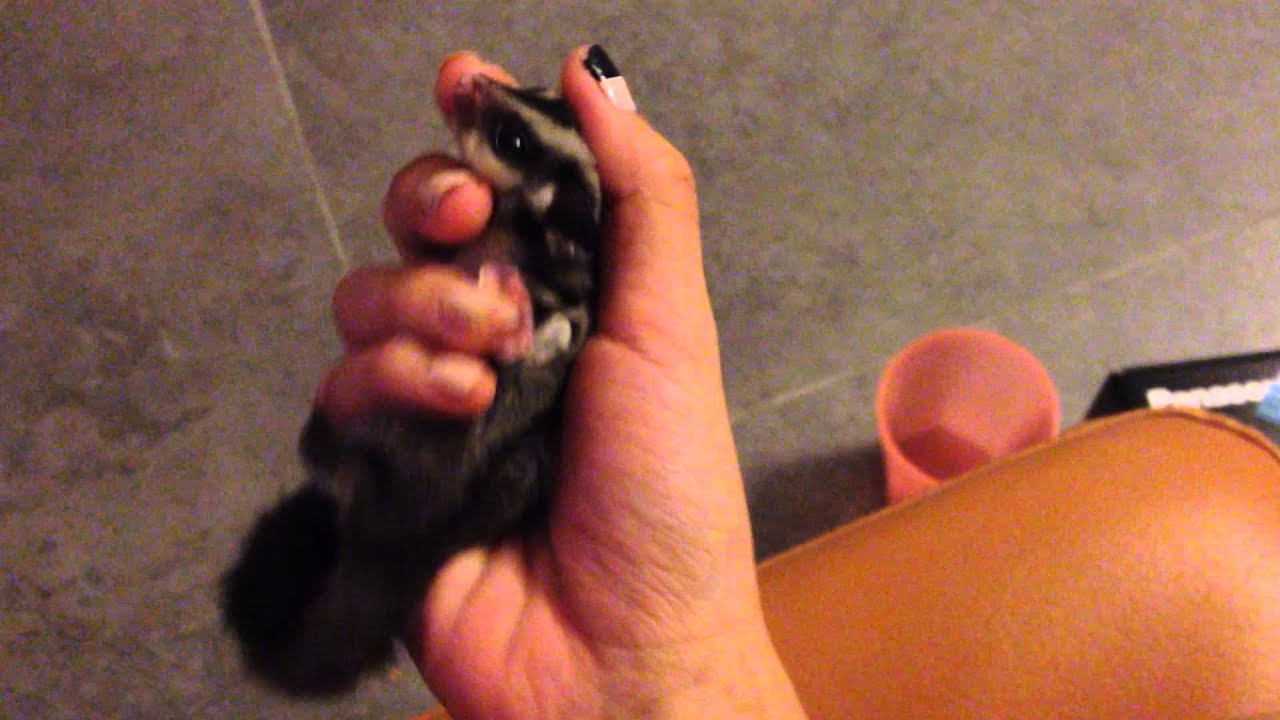 Sleepy Baby Sugar Glider