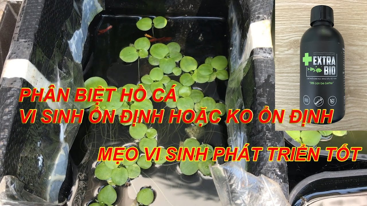 C&aacute;ch ch&acirc;m vi sinh EXTRABIO hiệu quả | Vi sinh ph&aacute;t triển tốt - Nước trong - Ph&acirc;n hủy ph&acirc;n c&aacute; 7 m&agrave;u