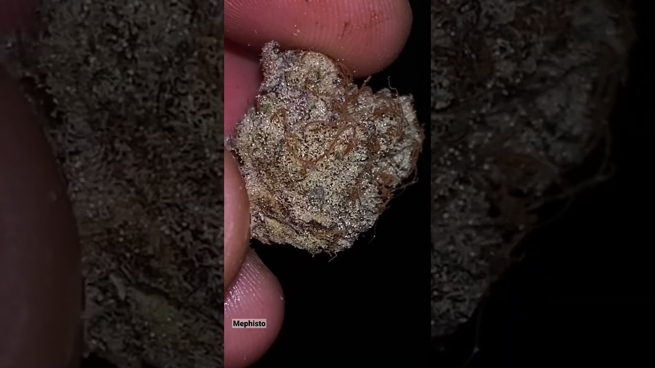 Monkey Berries x Mimosa #11 - aka Mephisto bred by kingseeds
