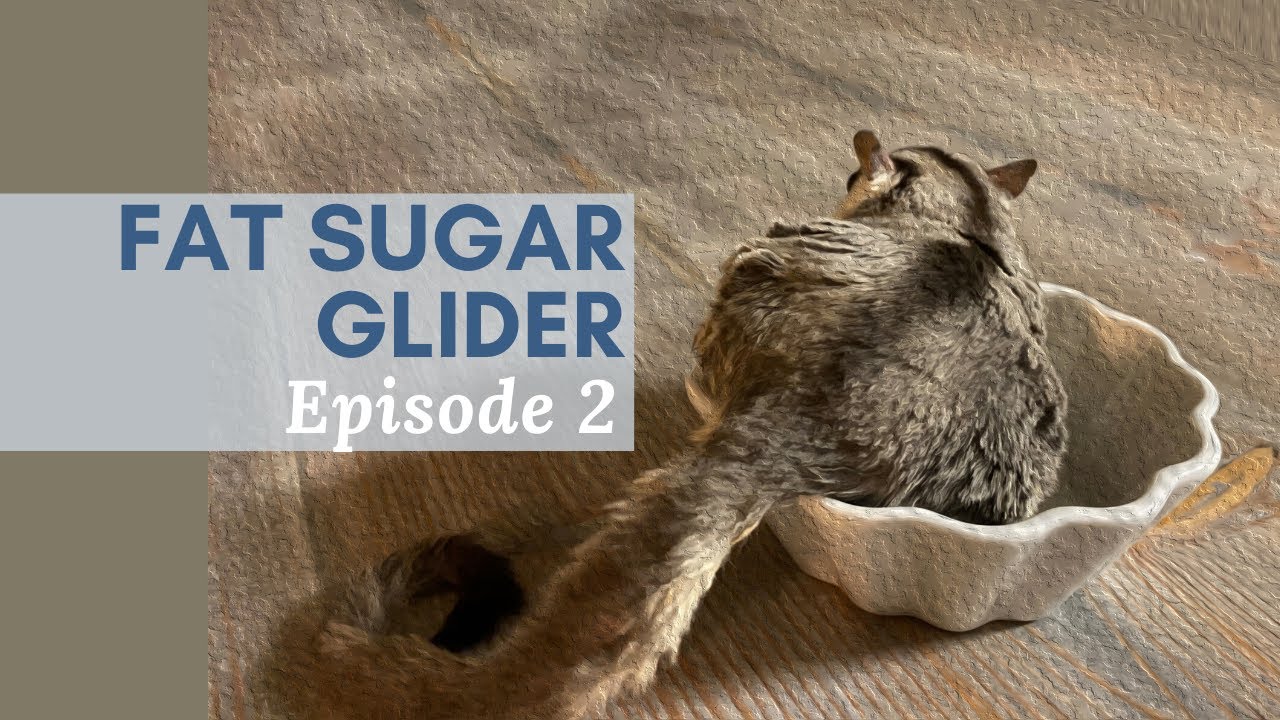 Fat Sugar Glider - episode 2