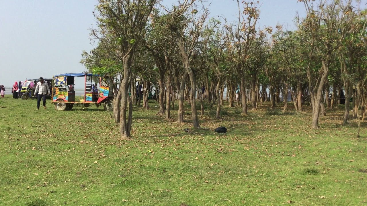 টাংগুয়ার হাওরের যেখানে বর্ষায় পানি থৈ থৈ সেখানে এখন গরু মহিষের বিশাল চারণভূমি/ Tanguar Haor