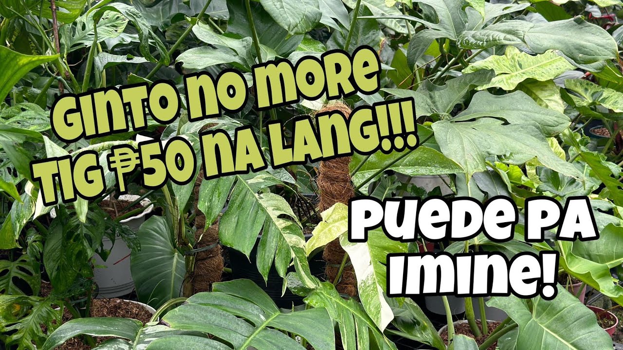 GINTO NO MORE PUEDE PA MAGMINE!!!
