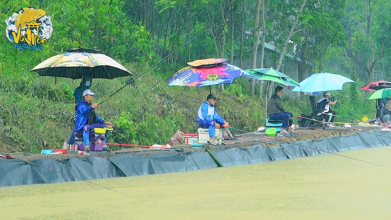 CÂU CÁ CHÉP TRỜI MƯA