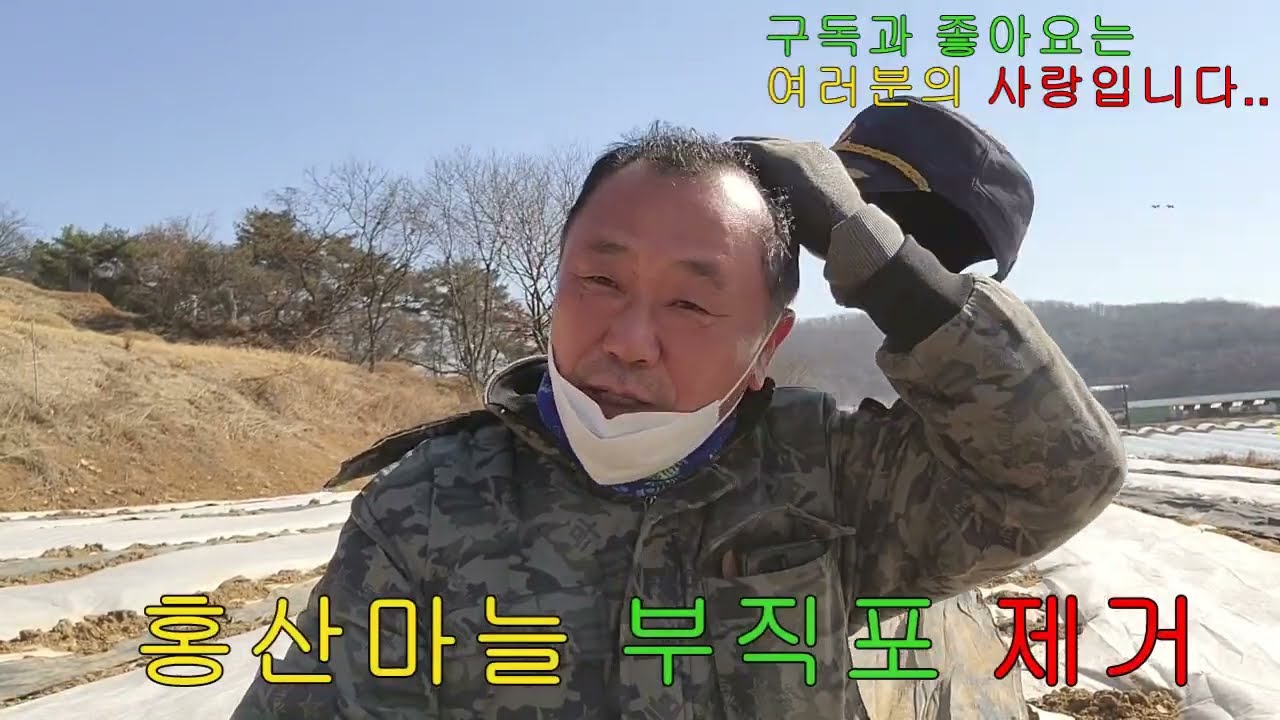 홍산마늘 부직포 벗기는 시기