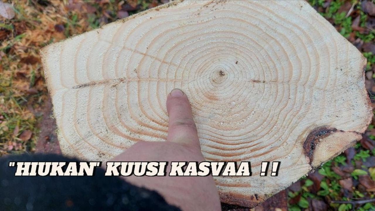 2025 Kuusi KASVAA Reiluun !! !!