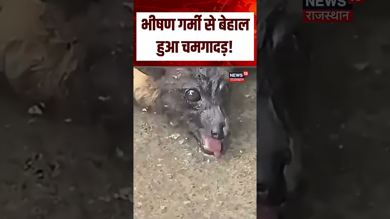 Heatwave Alert : भीषण गर्मी से बेहाल हुआ चमगादड़! | N18S | Breaking News | Viral | Top News | bird