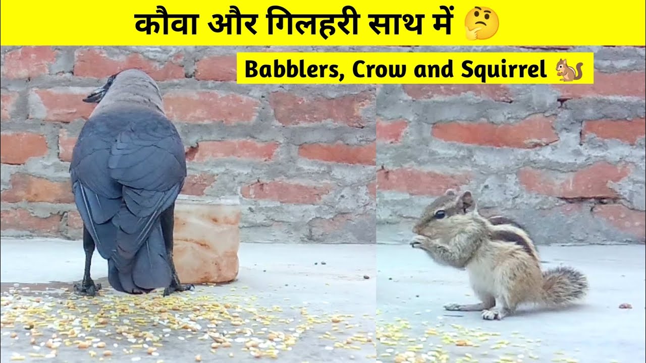 Babblers, Crow and Squirrels 🐿️ Eat and Fun | Birds eating food