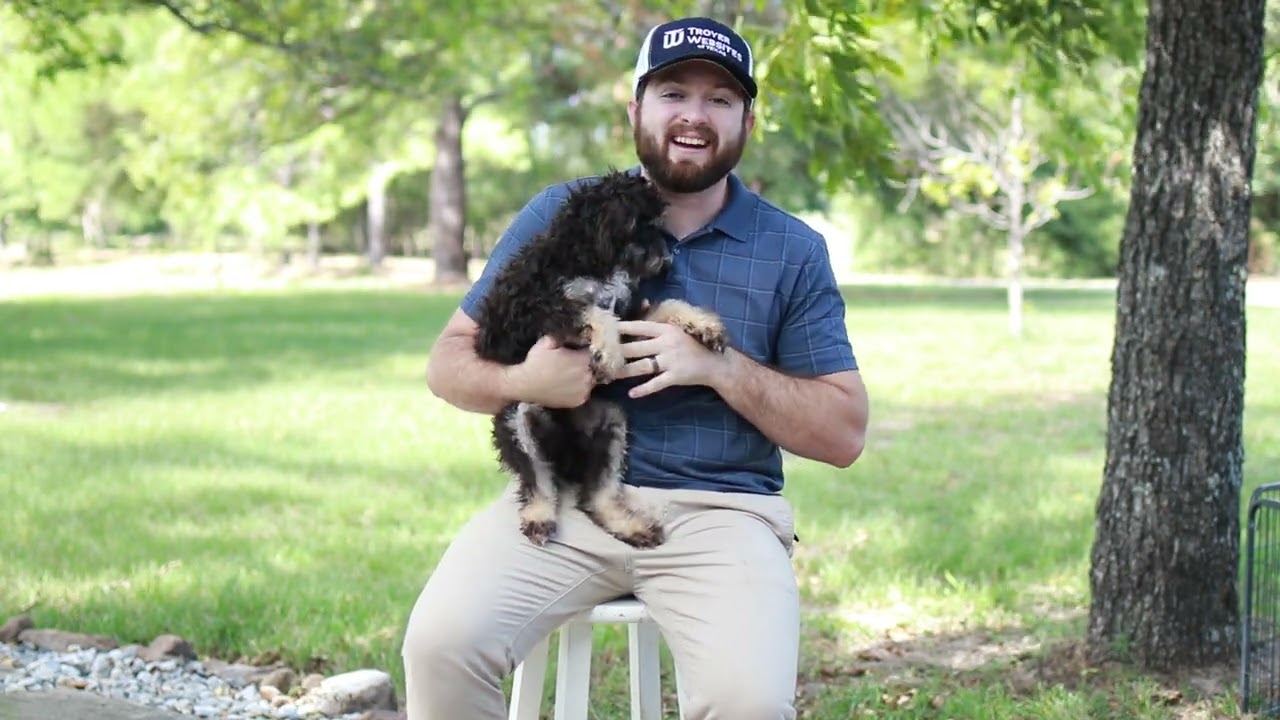 Harley - Micro Mini Bernedoodle | Hidden Acres Puppies