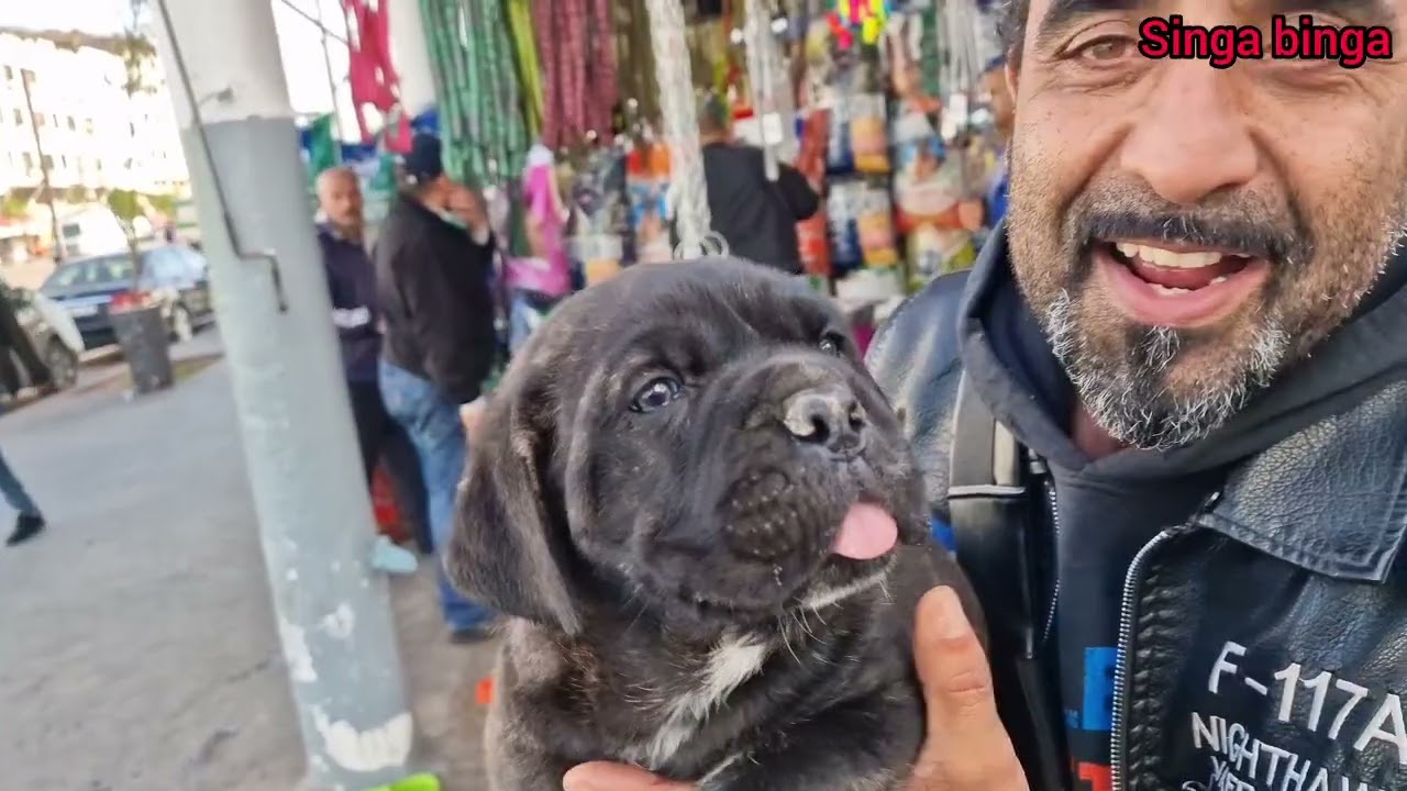 سوق القريعة بالدار البيضاء 🇲🇦🇲🇦 يوم 🙏السبت🎖 20/1/2024 مع باعة جميع انواع الكلاب العمالقة😱 ومالنيوا💣💥