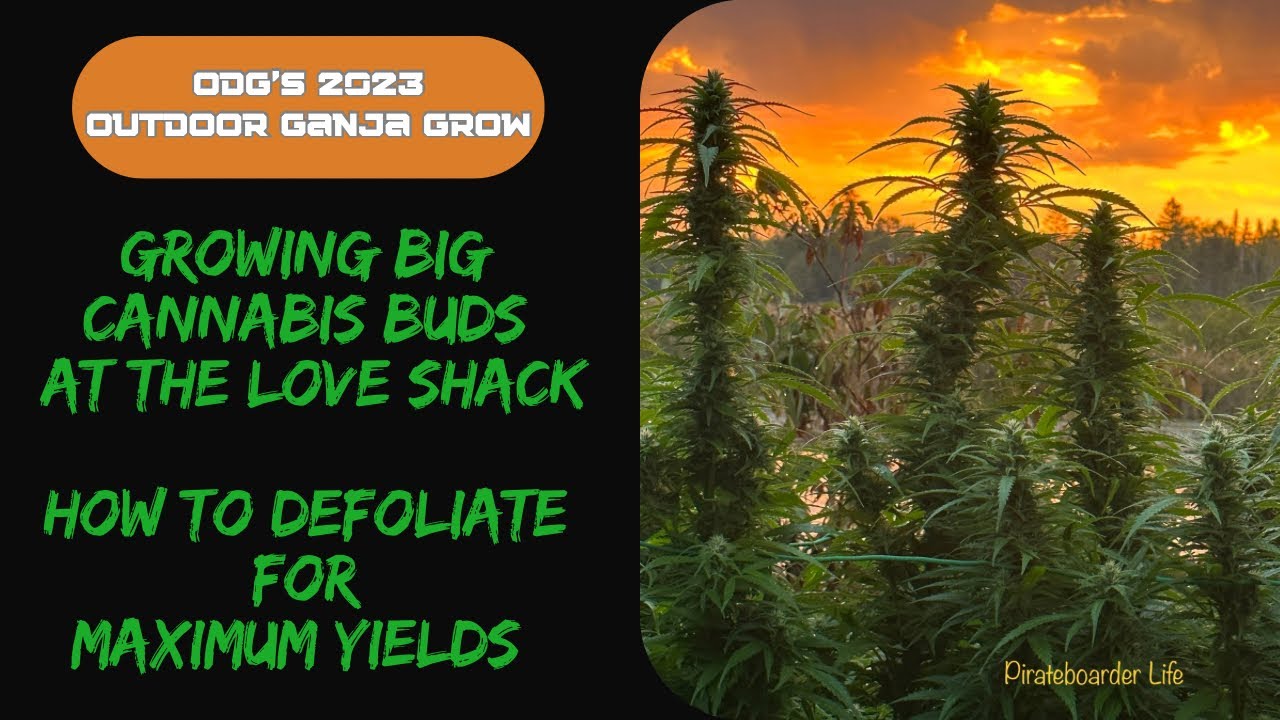 ODG&rsquo;s 2023 OGG Growing Big Cannabis Buds at the Love Shack&hellip;How to Defoliate for Maximum Yields