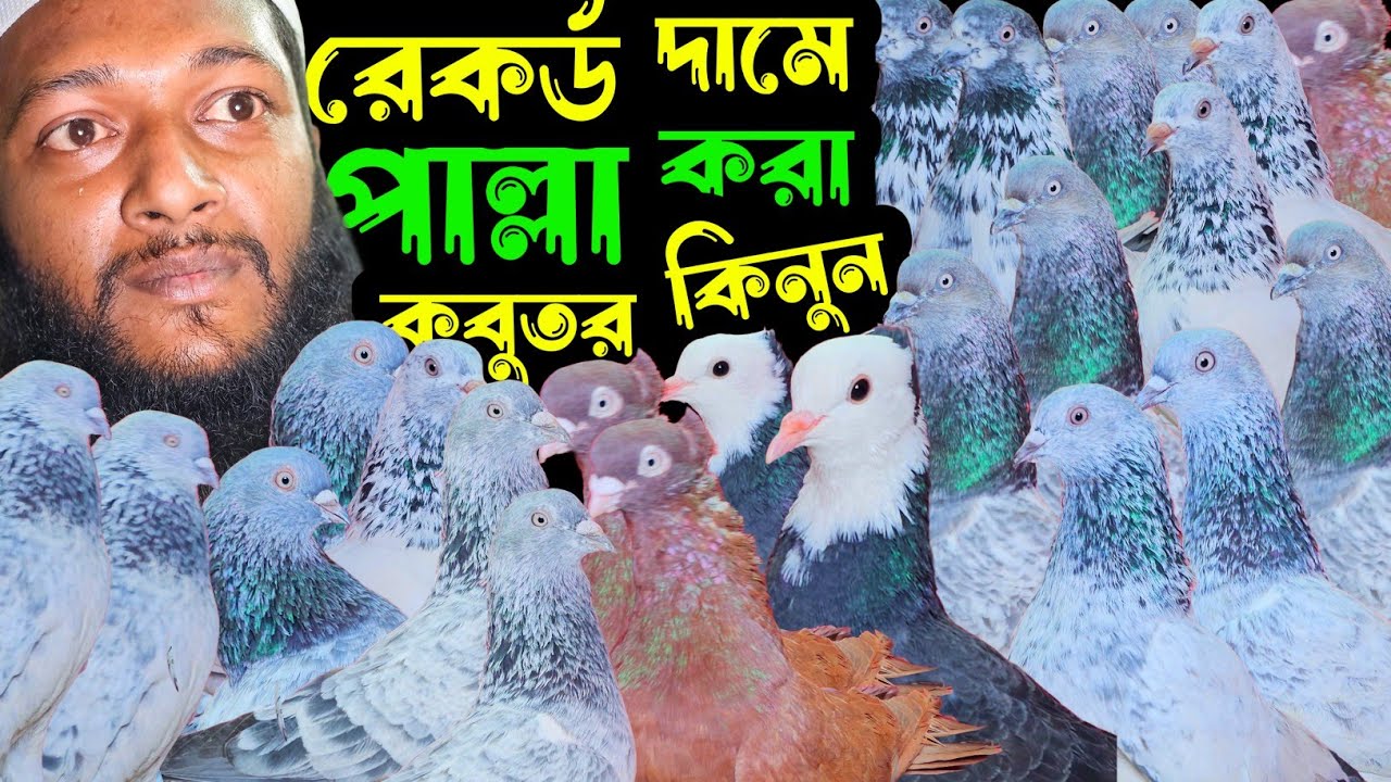 রেকর্ড দামে পাল্লা করা হাইফ্লায়ার গিরিবাজ কবুতর কিনুন | বাকবাকুম পায়রা | Pigeon video |