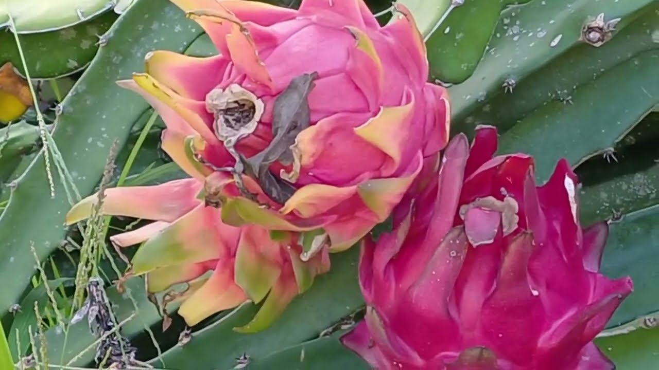 Lindas Pitayas que deu aqui na chácara paraíso das frutas 