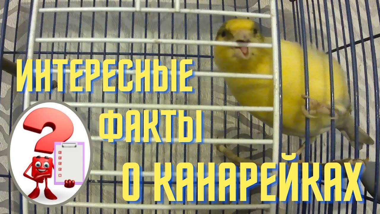 Канарейка. Интересные факты о канарейках.