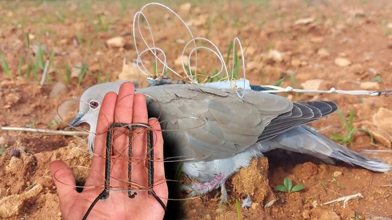 hunting peregrine falcon / How to make a trap to catch the peregrine falcon