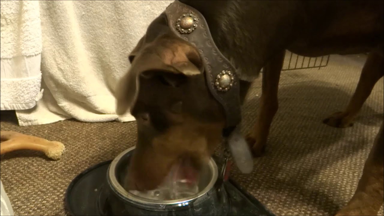 10 Hours of my Dog Drinking Water