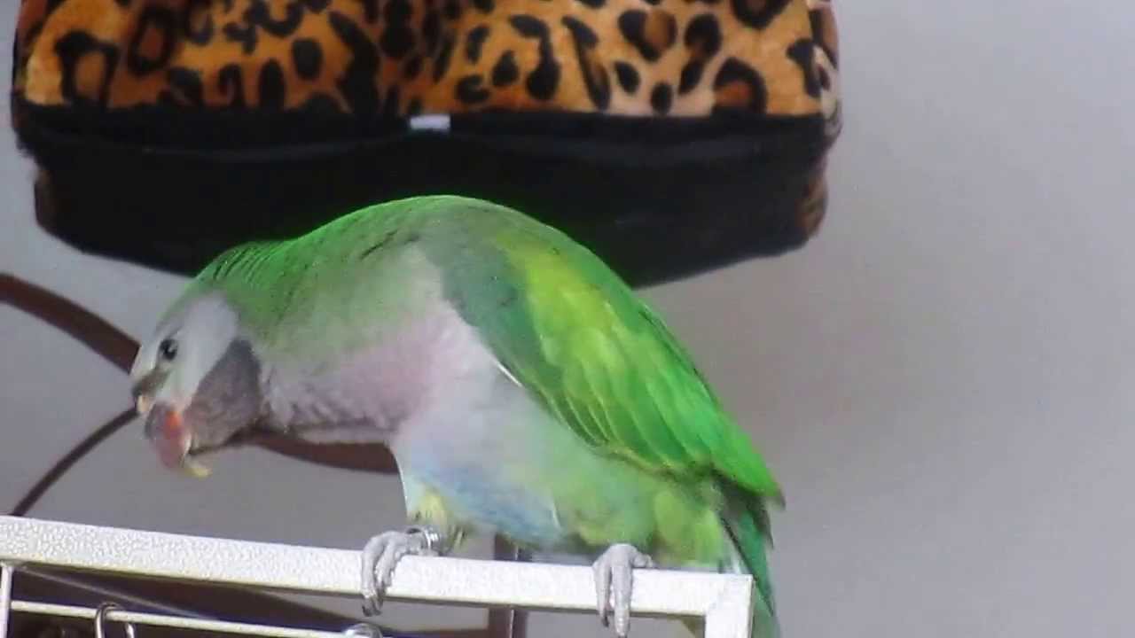 DERBYAN PARAKEET..FIRST WORDS @ FIVE MOS...