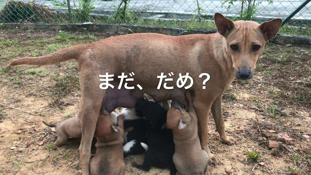 【海外の保護犬日記027】【困った顔が可愛い】痛いのを我慢しておっぱいあげる。逃げるメイと引きずられながらも食らいつく子供たちの攻防が笑える Surprise Dogs Channel