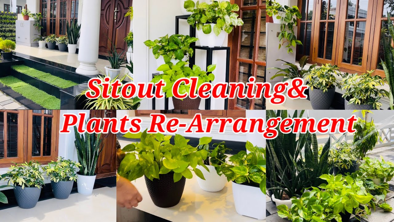 Sitout Cleaning& Plants Re-Arrangement#indoorplants#gardening#cleaning