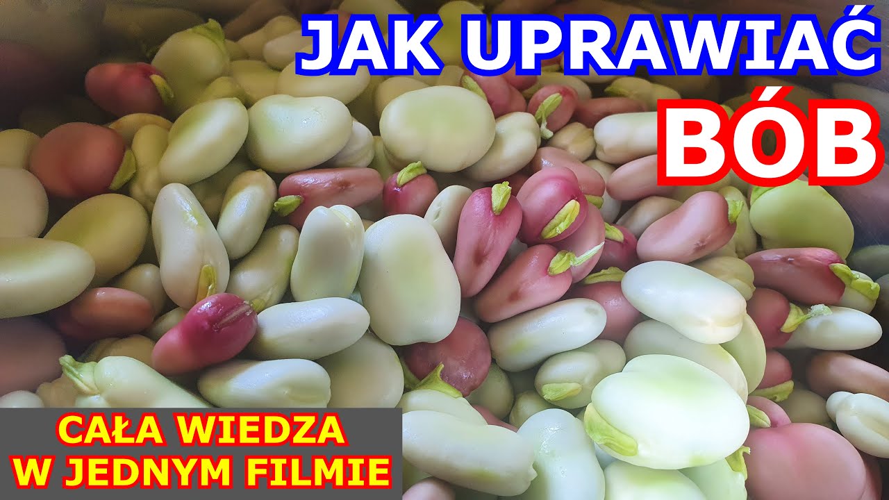 Uprawa Bobu - CAŁA WIEDZA W JEDNYM FILMIE - infouprawa JAK UPRAWIAĆ WARZYWA BÓB