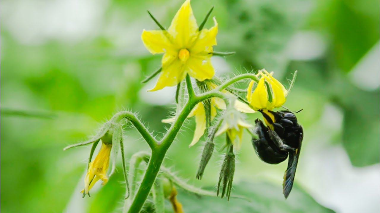 La mouche charbon, pollinisateur sous abri à La Réunion - Armeflhor  - 3e prix au concours RITA 2020