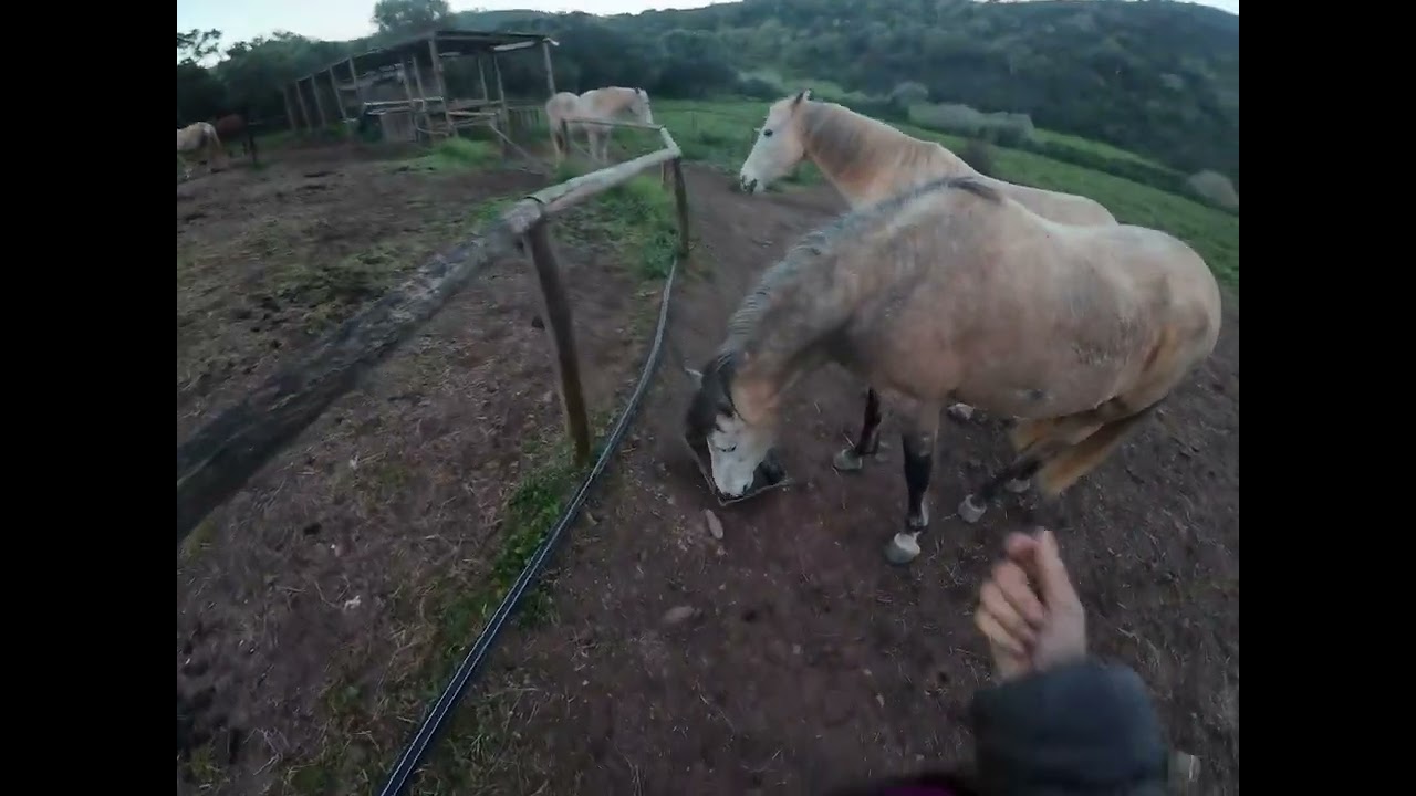 My horses and; Breakfast
