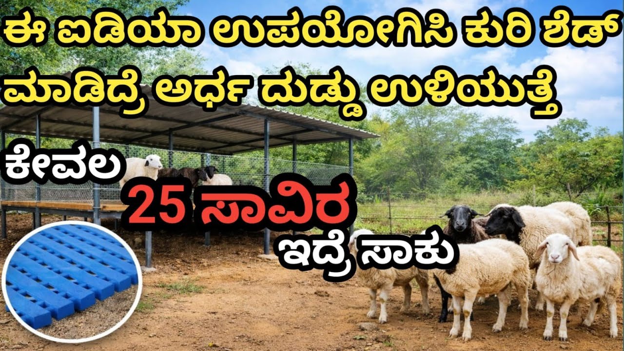 ₹25,000ರಲ್ಲಿ 4 ಅಡಿ Raised ಕುರಿ ಶೆಡ್! | ಸ್ಟೀಲಾ? ಮರನಾ? ಪ್ಲಾಸ್ಟಿಕ್‌ನ? ರೈತರು ಮಾಡುವ ದೊಡ್ಡ ತಪ್ಪು ಯಾವುದು? 