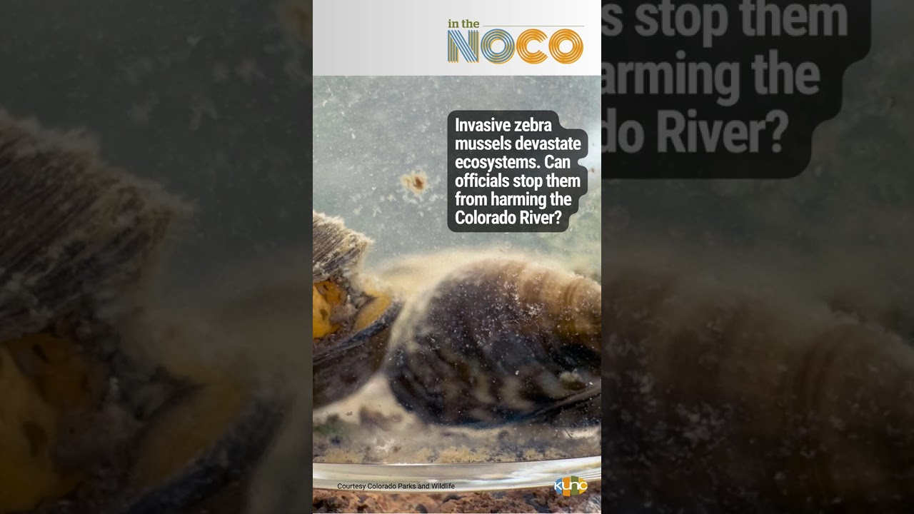 ITN: Zebra Mussels