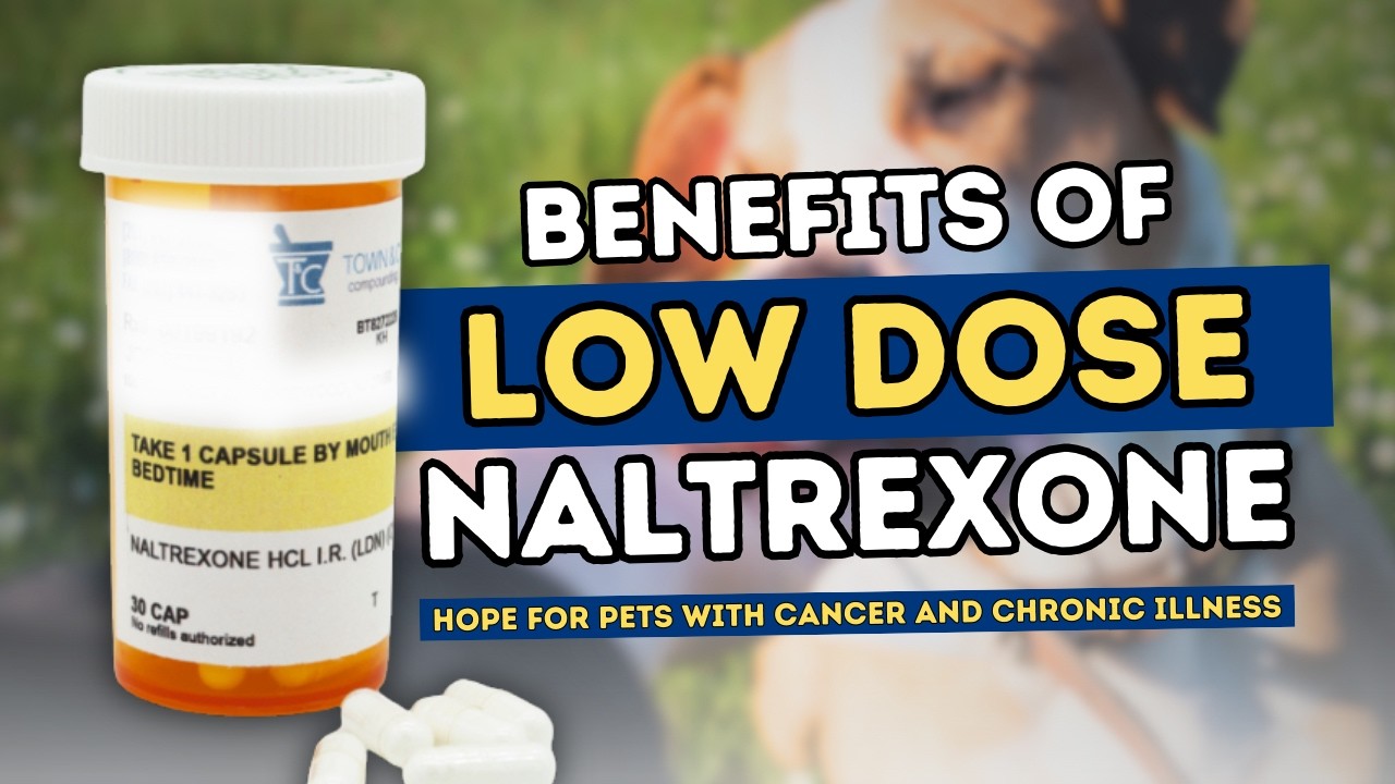 Low Dose Naltrexone for Dogs: How It Can Help Treat Cancer, Inflammation, and More