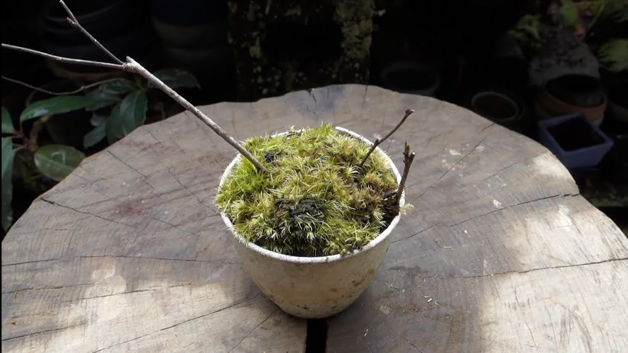 【Bonsai diary】  ♯178 山採りその後…三つ葉アケビ①