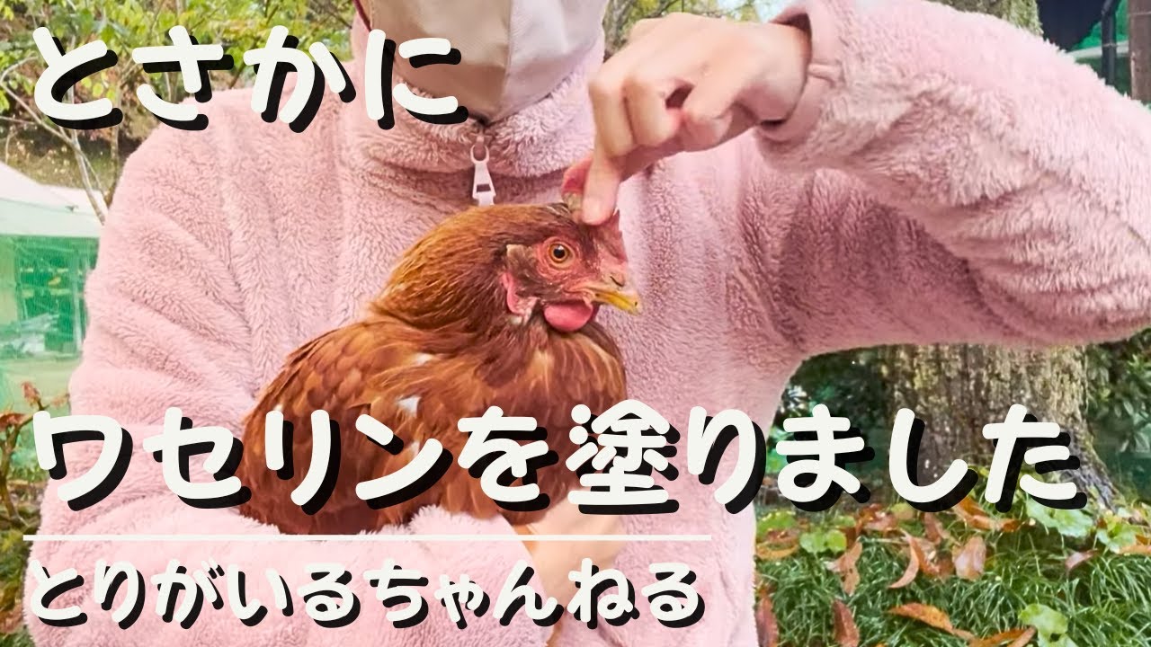 第22羽 にわとりのとさかにワセリンを塗りました#ニワトリ #とりがいる
