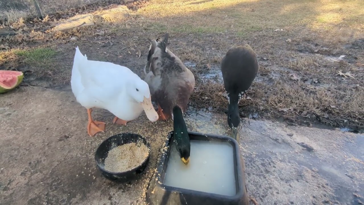 The Trust of a Duck 2_7_2026
