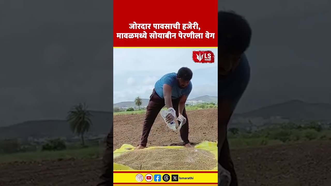 Maval Rain Update | जोरदार पावसाची हजेरी, मावळमध्ये सोयाबीन पेरणीला वेग