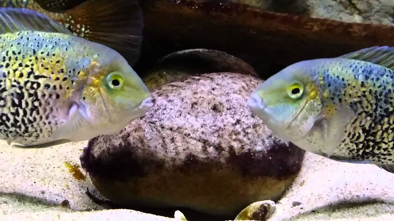 Vieja heterospila