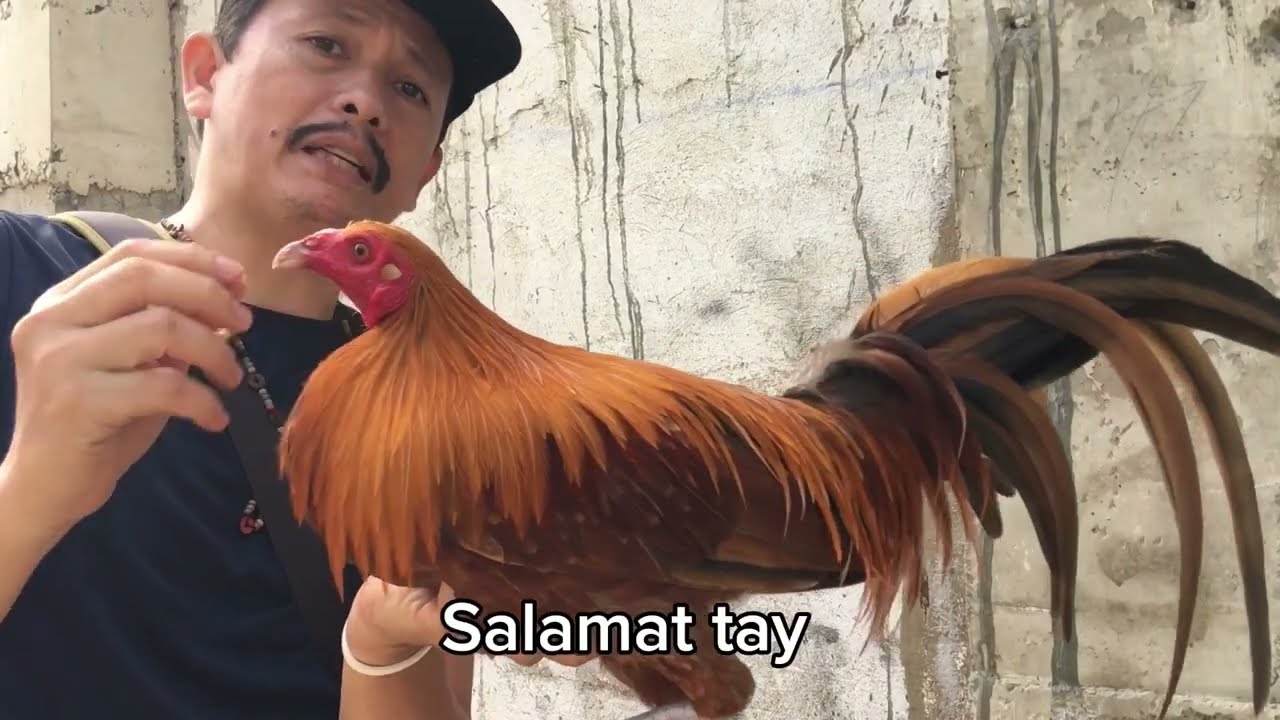 BUHAY SA PROBINSYA NG CONSOLACION CEBU