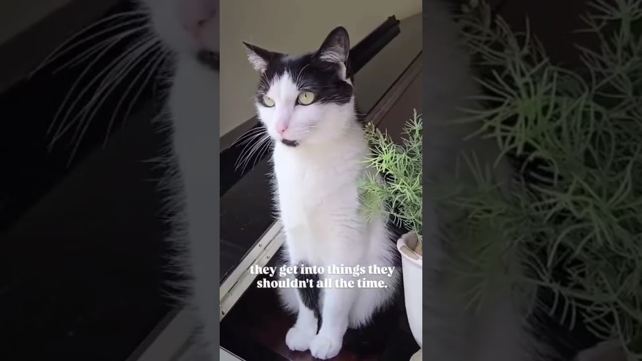 Lovely Cat 