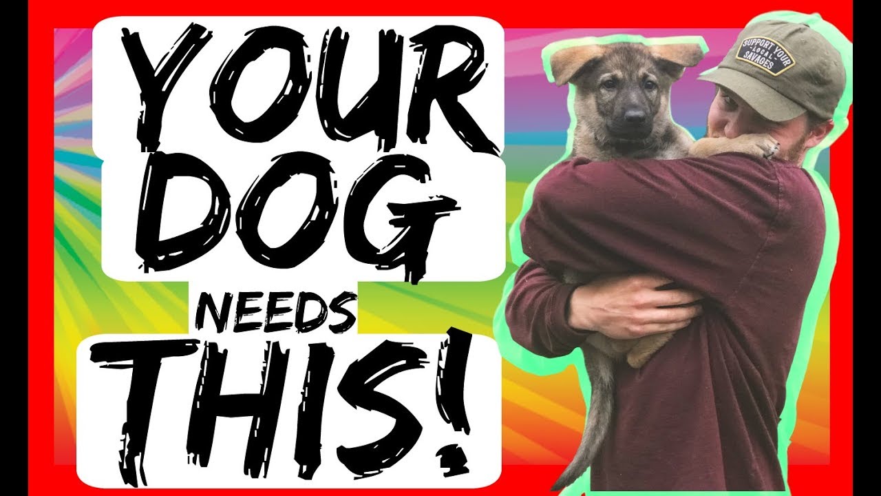 Change Dog behavior while training with the Break command - Dog Training with America's Canine Ed