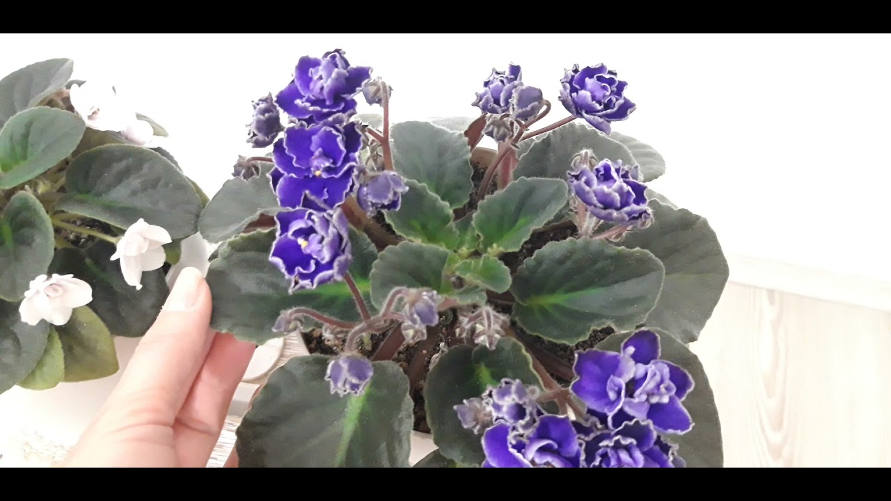 Ingrijirea si inmultirea violetei de parma.