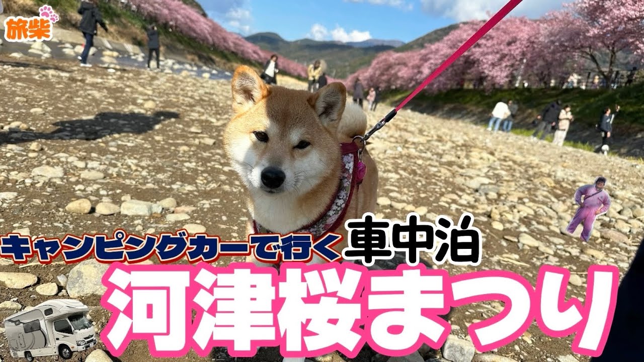静岡県河津町で車中泊 河津桜まつり【キャンピングカーで柴犬と車中泊】