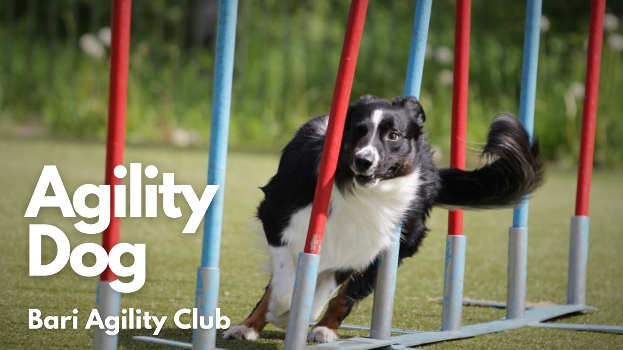 Agility Dog - Bari Agility Club