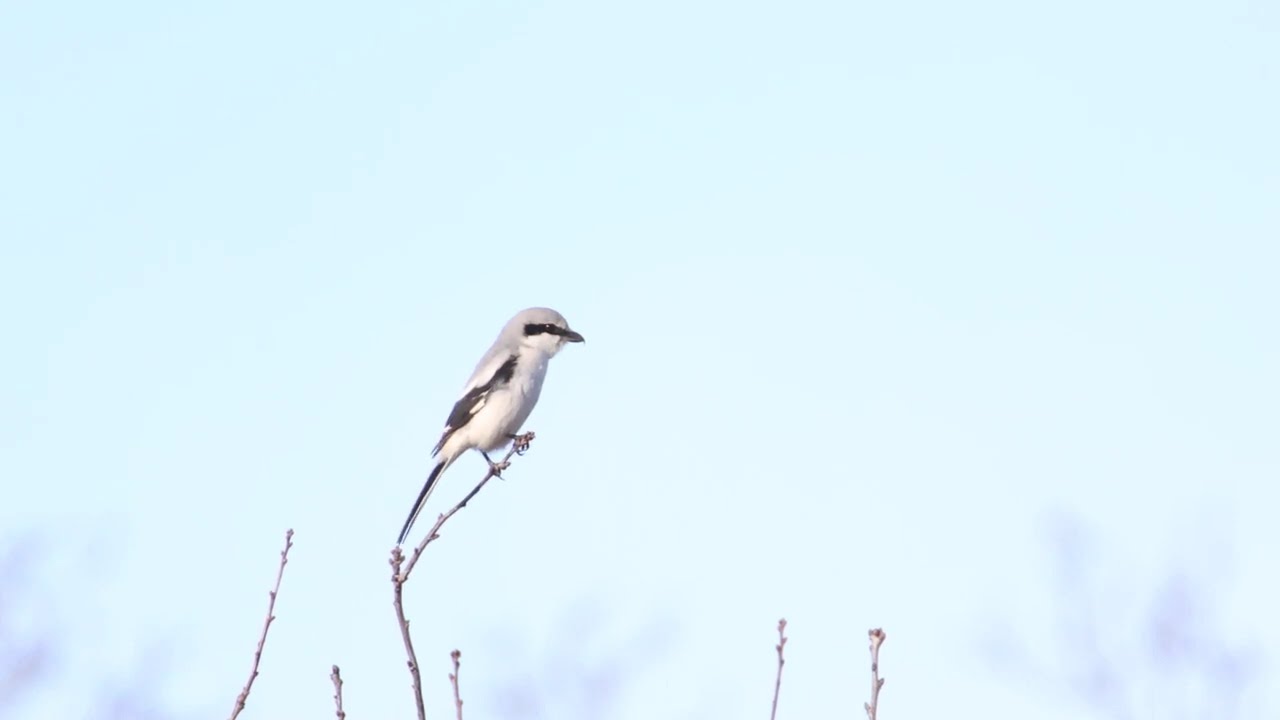 Klapekster/ Great Grey Shrike