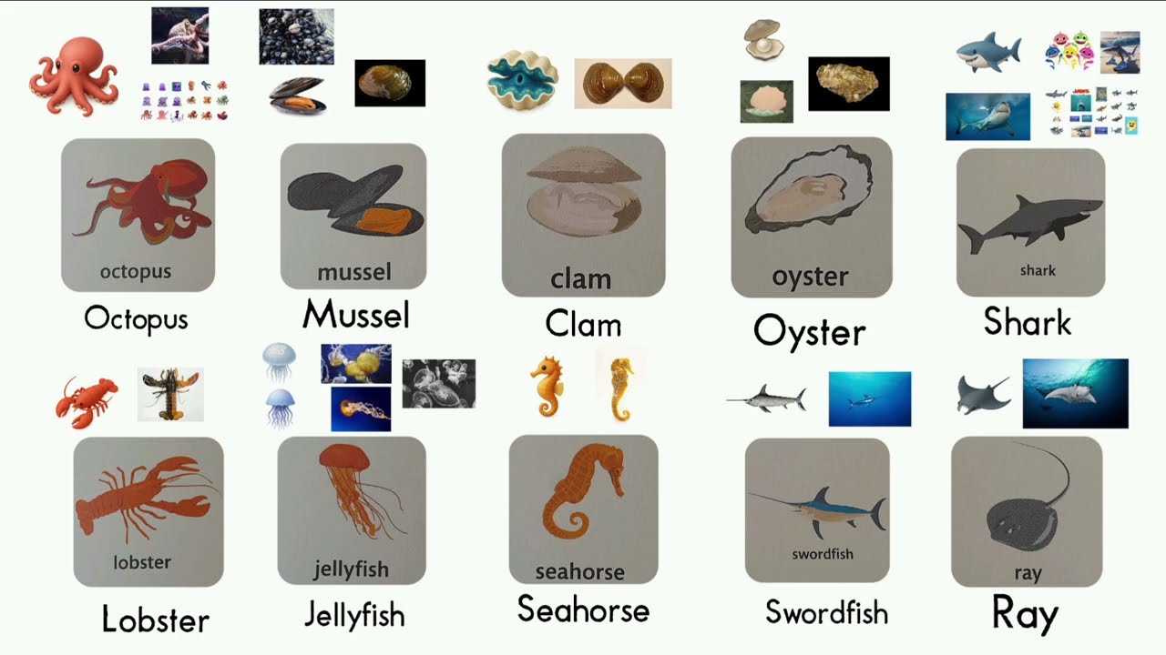 LEARN FISH WHALES AND SEA CREATURES VOCABULARY KIDS 