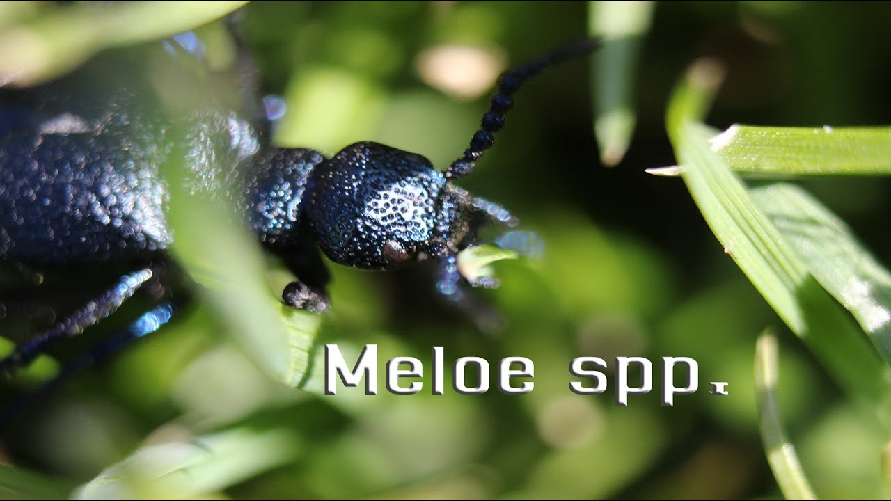 Meloe spp - wielkie, TRUJACE, owady zyjace W POLSCE | Krolestwo Owadow