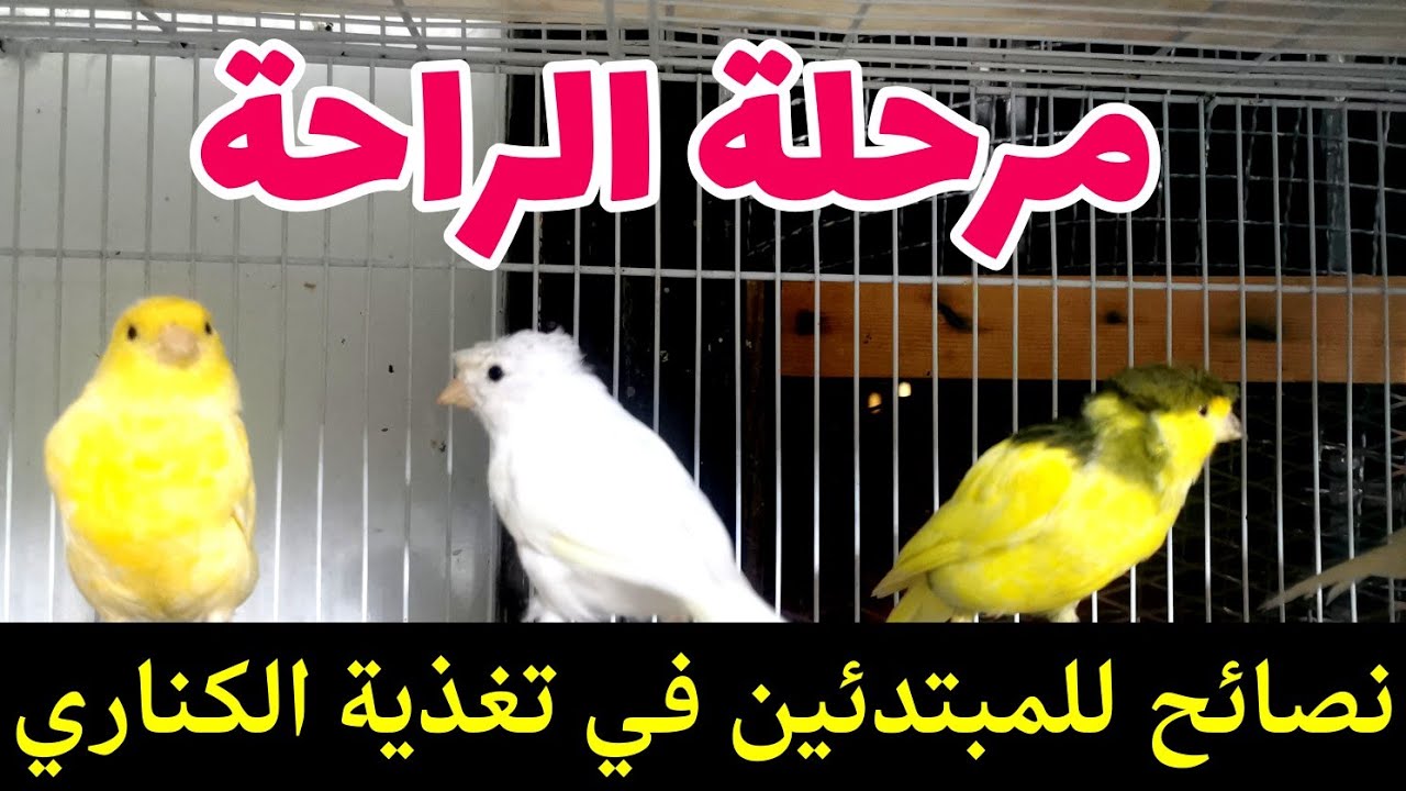 خطوات ضرورية لتغذية الكناري في مرحلة الراحة #تربية_الكناري  #تغذية_الكناري
